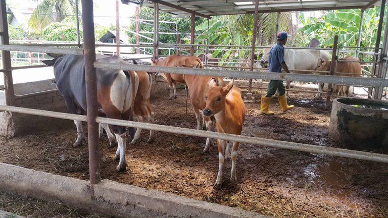 Kerajaan jamin bekalan daging mencukupi sempena Hari Raya Aidiladha