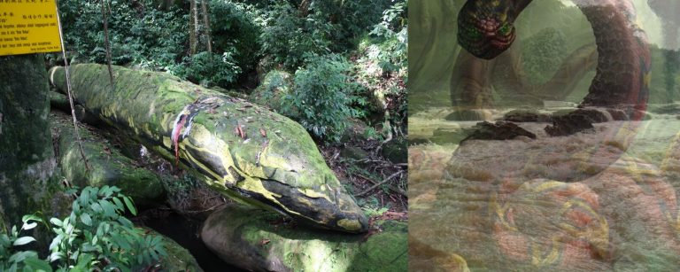 LEGENDA BATU NABAU – Misteri  ular gergasi yang menjadi batu di Sarawak