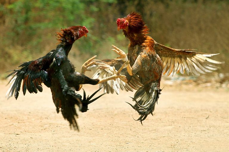 ayam sabung