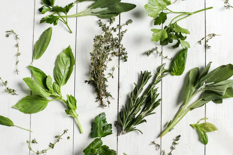 herba