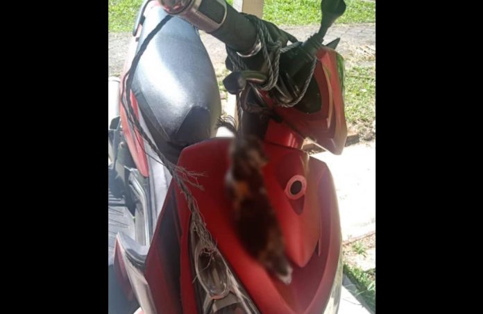 kucing