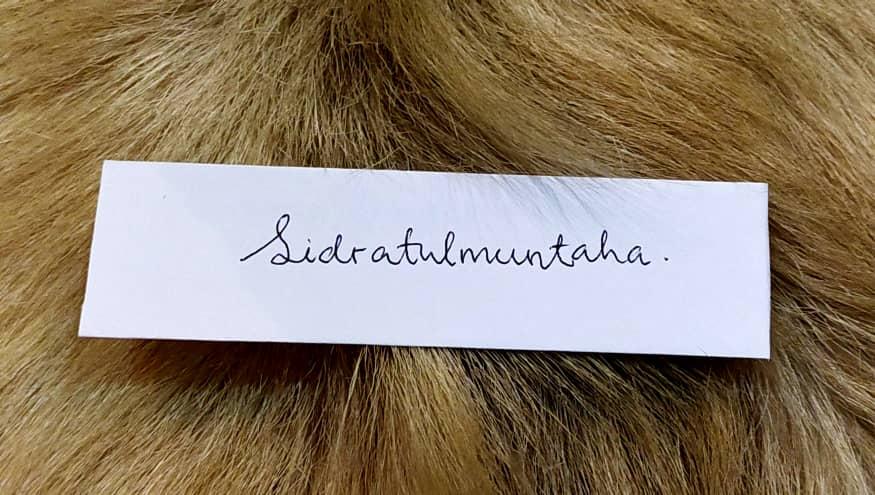 Terkejut Didatangi Sidratulmuntaha Cantik Datang Dan Ghaib Utusantv