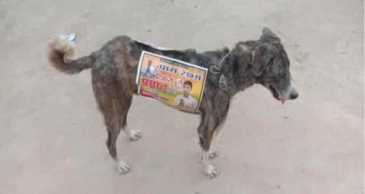 Calon politik guna anjing liar berkempen