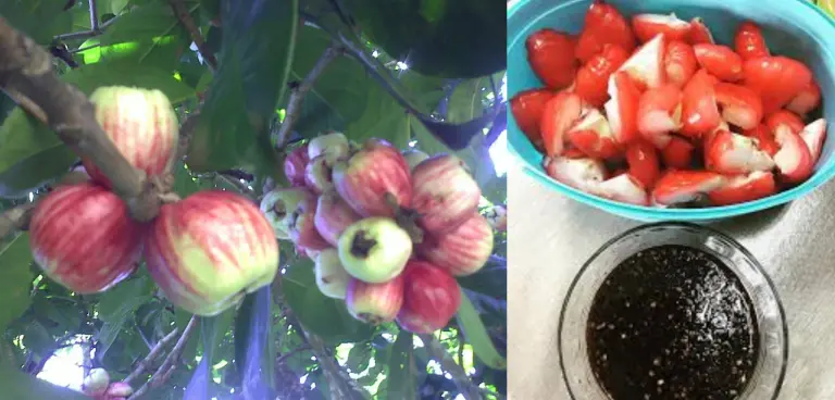 WAKTU AKU KECIL DULU : PUASA JAMBU BOL