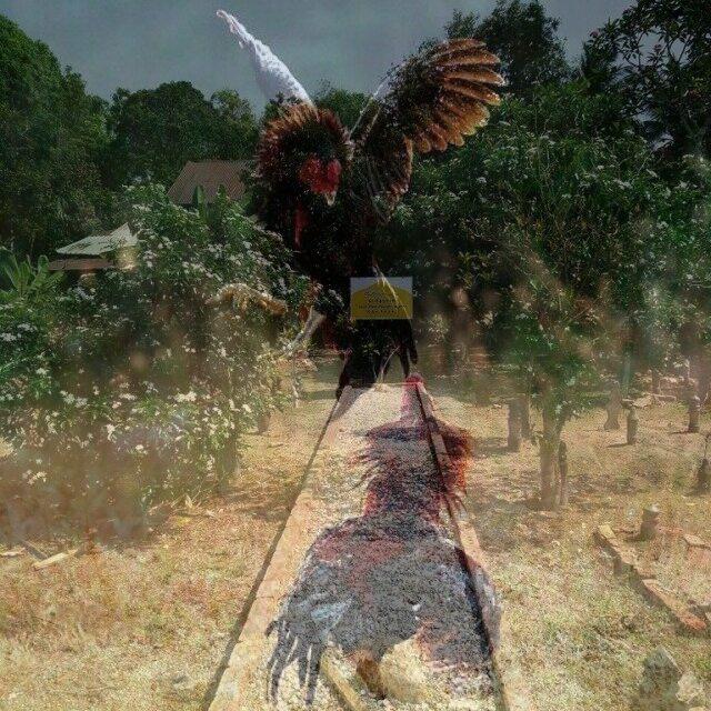 Kubur panjang dari kisah perbalahan dua beradik yang berlawan sabung ayam