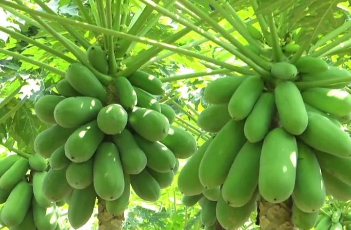 Lelaki dipenjara 3 minggu tebang pokok betik PBT, ancam individu guna pisau