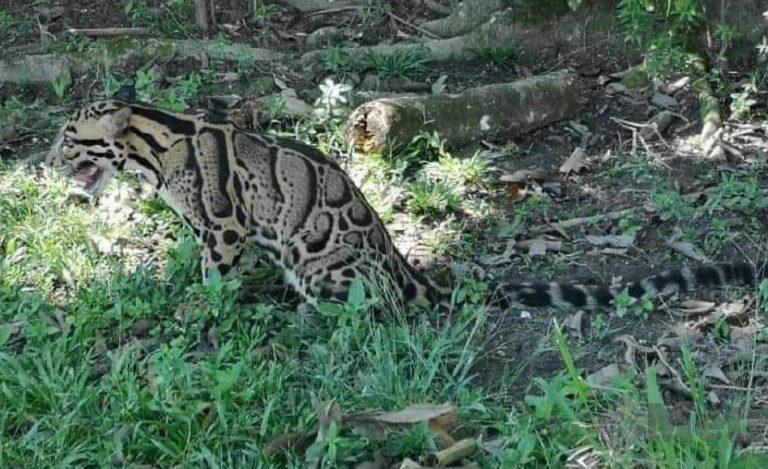 harimau