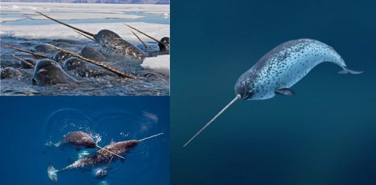 NARWHAL : Ikan paus bertanduk yang kian terancam