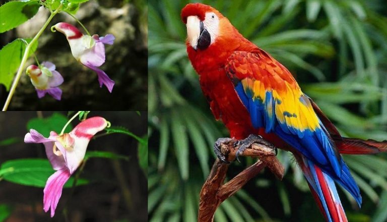 Rupanya seperti burung nuri. Spesies tumbuhan hiasan diraja ini hanya boleh ditatap di Thailand