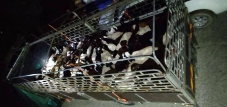 110 kambing Boer seludup disyaki dari negara jiran dirampas