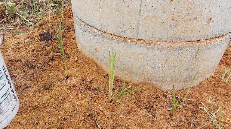 “Rumput vetiver ini mampu menjadi seakan penapis dan span,” –  Tumbuhan ini bantu bersihkan air telaga, kekal air dalam tanah