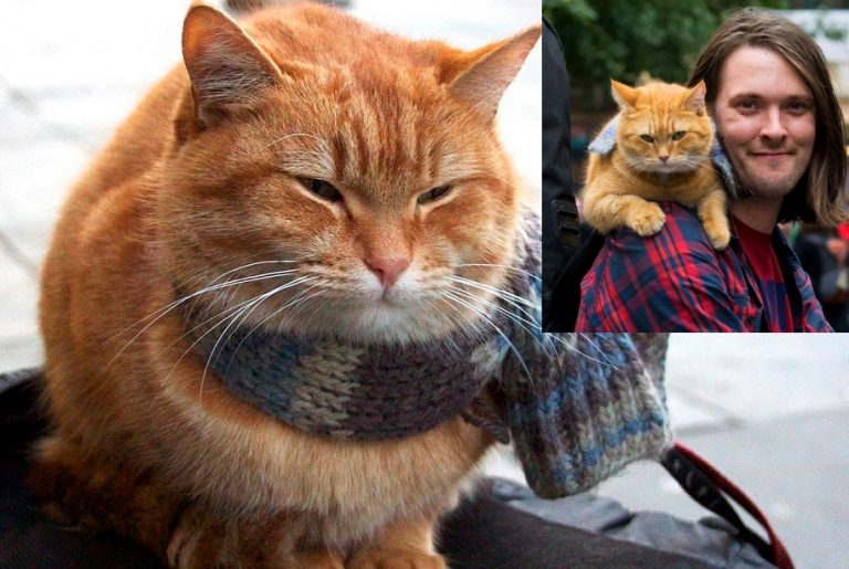 Ini kisah BOB, seekor kucing jalanan yang mengubah hidup seorang gelandangan
