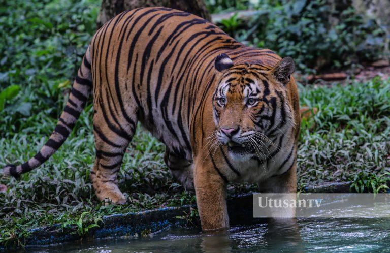 Perhilitan pasang kamera kesan harimau belang di Batang Kali