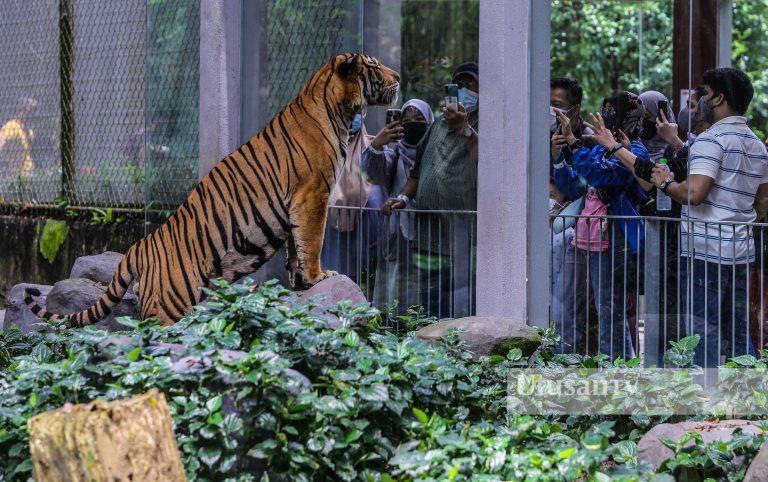 Kenyataan bersama Kuala Lumpur tingkatkan populasi harimau – PM