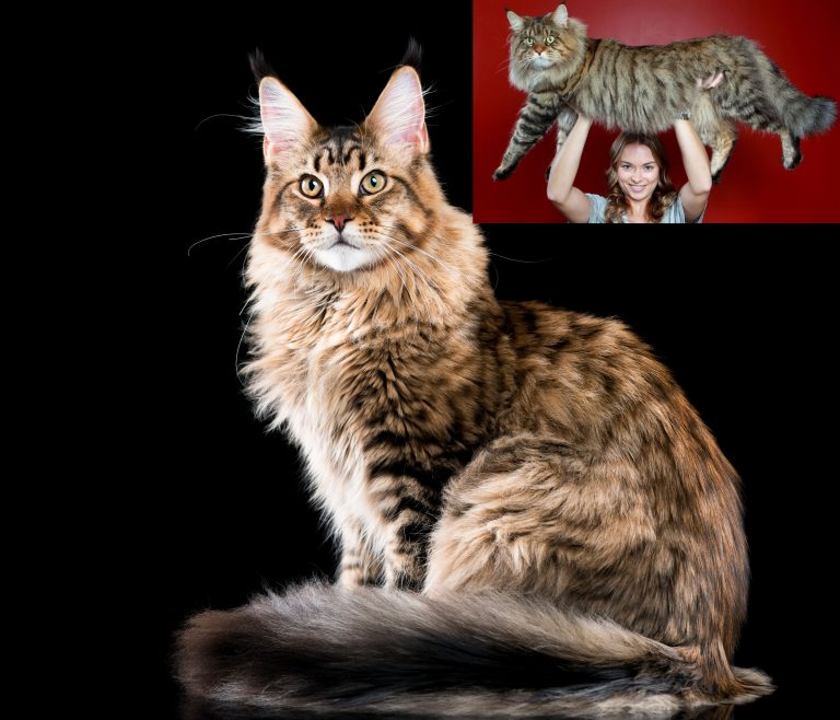 MAINE COON – Kucing peliharaan terbesar di dunia
