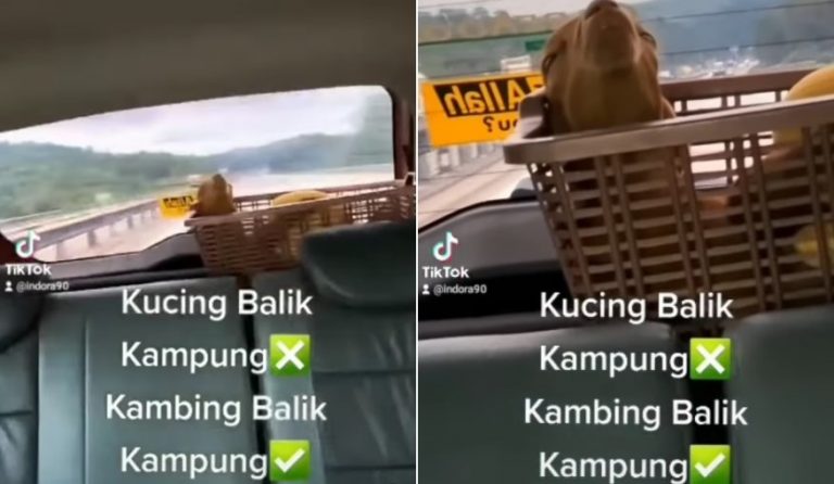 Kerana terlalu manja, ‘sang kambing’ pun ikut balik kampung