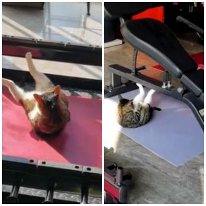 Tular anak kucing buat senaman ‘sit up’