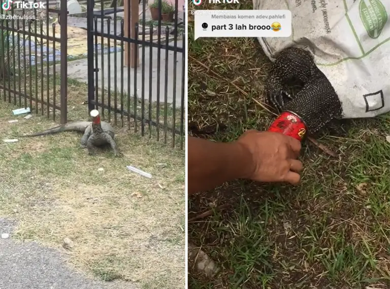 biawak