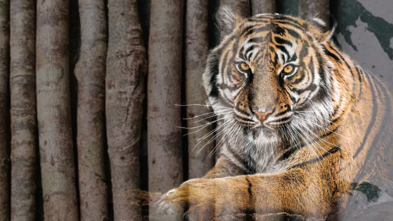Mistik di sebalik kayu tas, penunduk haiwan & pendinding makhluk halus