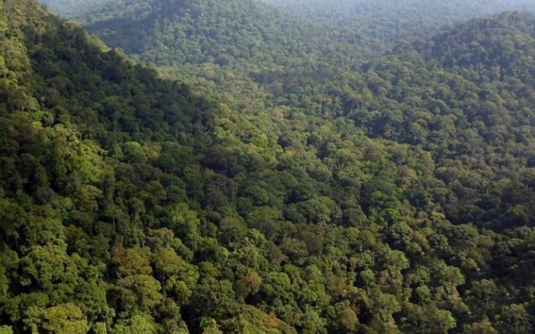 SAM hutan