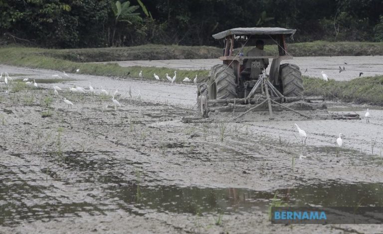 25 pesawah rugi, pada musnah akibat banjir di Marang