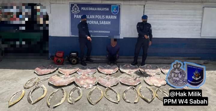 Pembunuhan, penjualan organ penyu tumpas