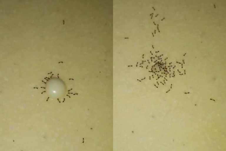Jangan bunuh semut. Antara 4 binatang dilarang bunuh oleh Rasulullah SAW