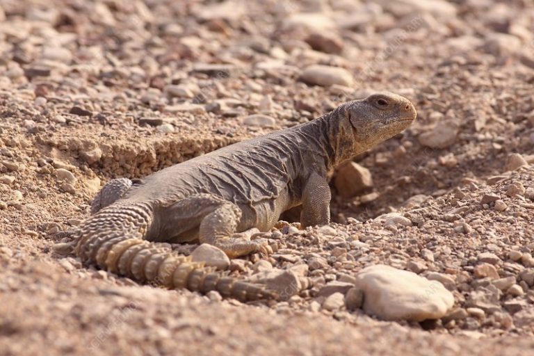 Sering dikaitkan dengan tenaga batin lelaki, kelebihan biawak padang pasir @ dhab yang dikatakan mampu hidup ratusan tahun