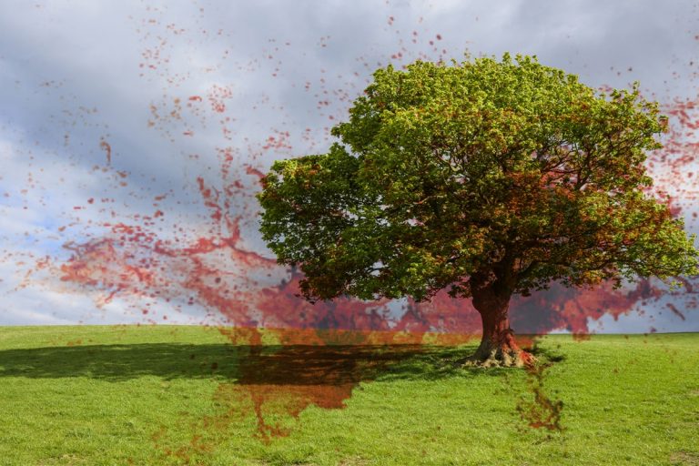 Kisah pokok ‘berdarah’ di Kuala Selangor & peristiwa Karbala