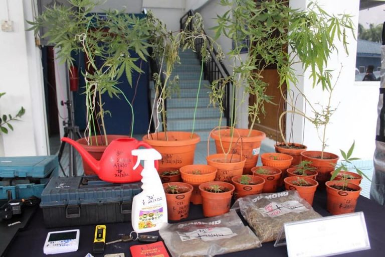 Ada 17 pasu pokok ganja dalam rumah penyanyi – Polis