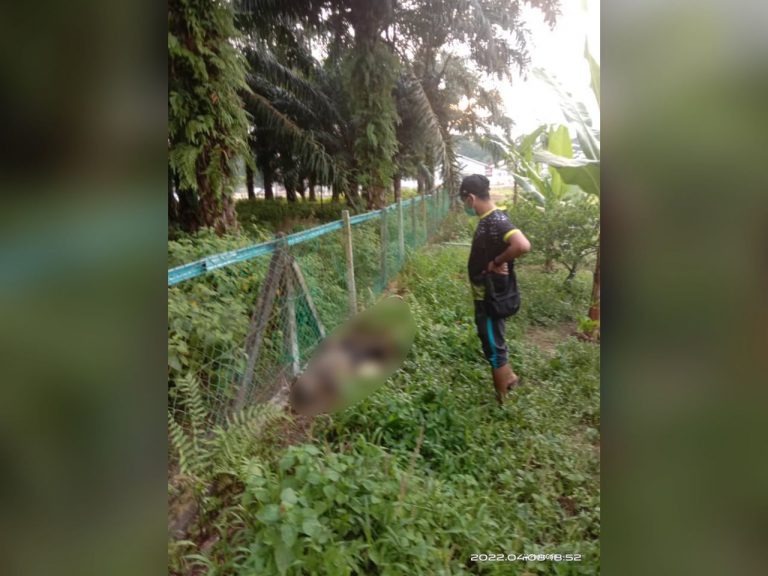 Mayat warga emas reput dijumpai di tepi pagar kebun jambu