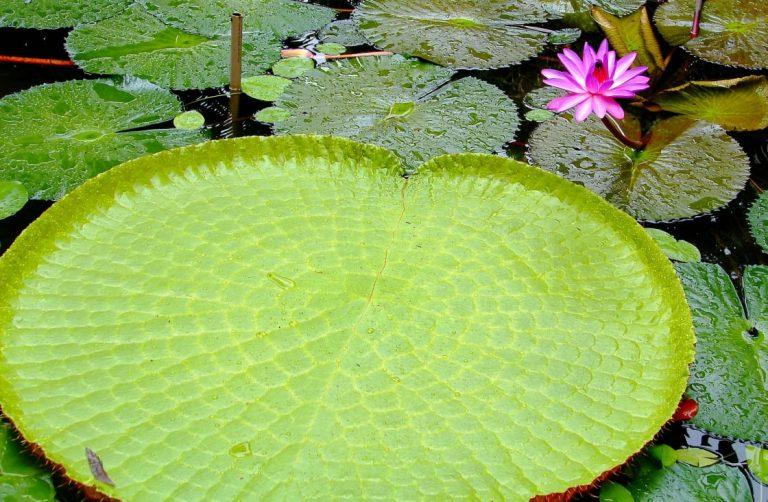 Victoria Amazonica, inilah teratai terbesar di dunia
