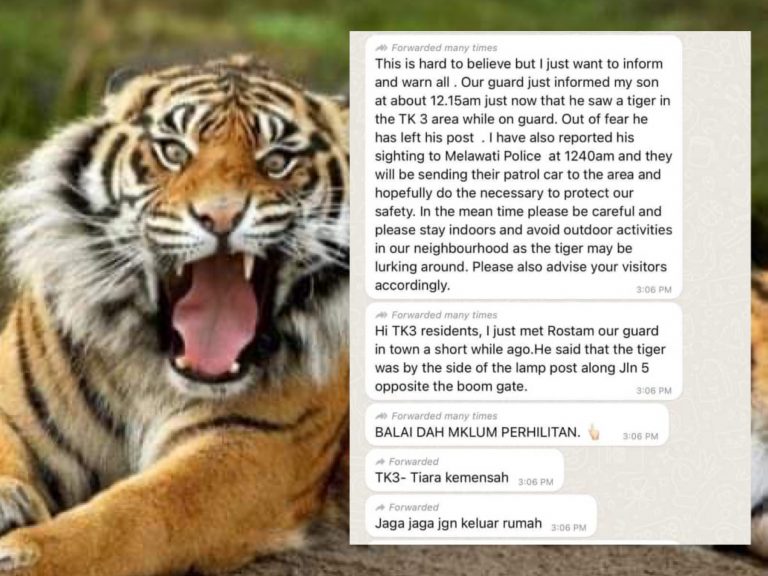 Kecoh harimau Kemensah, polis tingkatkan rondaan