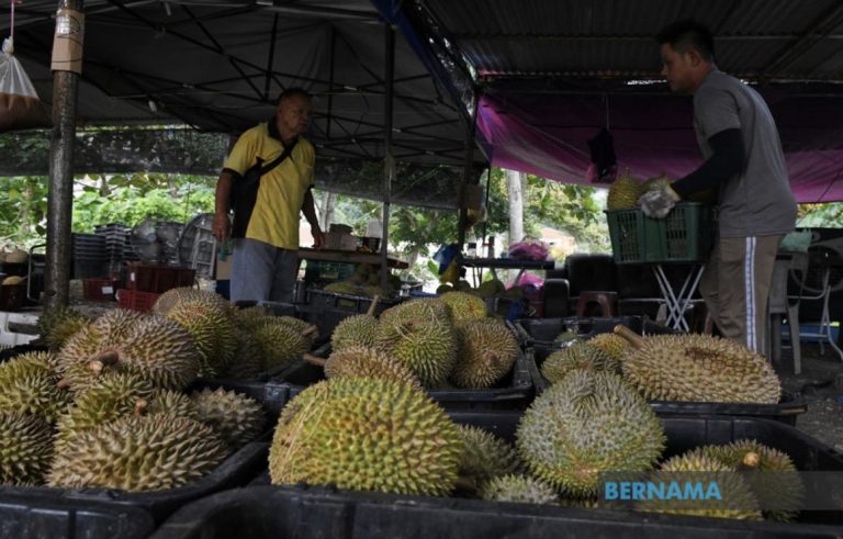 ‘Raja buah’ di Pulau Pinang lebih mampu milik bulan depan