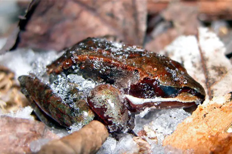 Ajaibnya katak ini, satu-satunya spesies katak yang mampu ‘mematikan’ diri sewaktu musim sejuk yang ekstrem