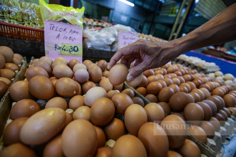 Kabinet setuju naikkan subsidi telur ayam, harga kawalan telur kekal