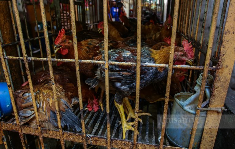 Penghasilan dedak tempatan kritikal kurangkan kos operasi