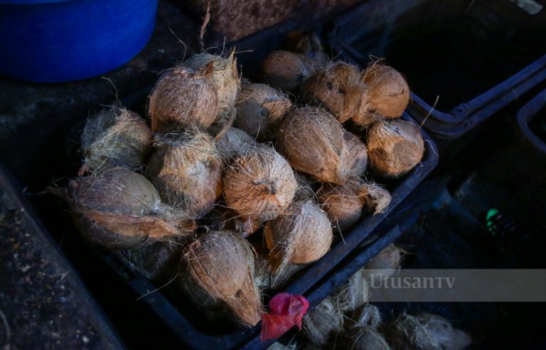500 tan metrik kelapa dibawa masuk ke Semenanjung mulai Februari