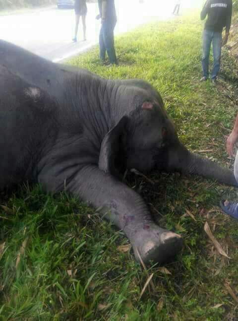 Angkara manusia: Seekor anak gajah mati, 1 lagi cacat seumur hidup