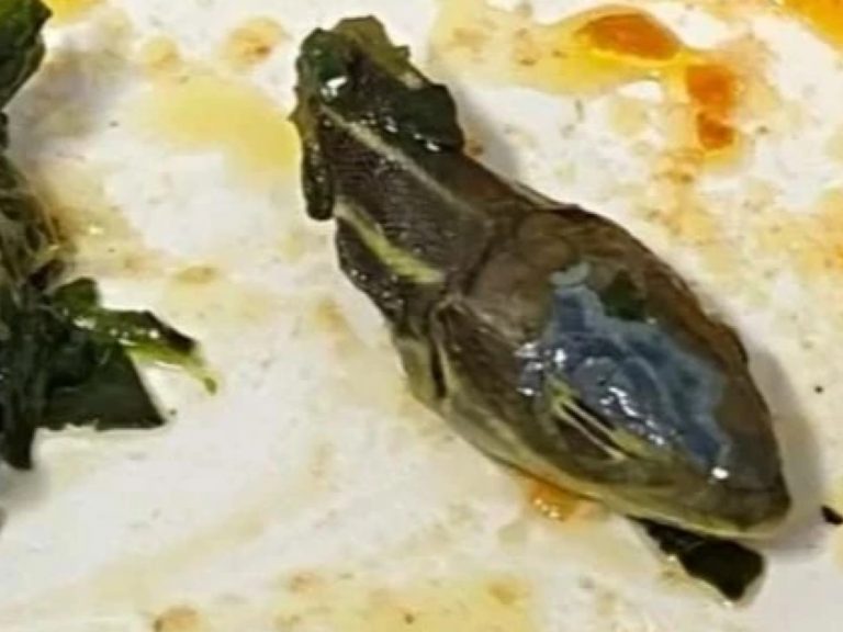 Seram! pramugara jumpa kepala ular dalam hidangan