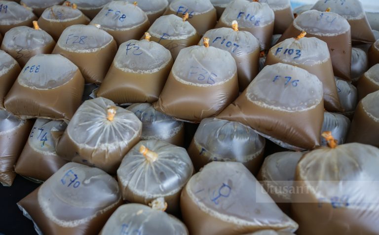 Akta baharu bolehkan penagih ketum jalani rawatan di bawah AADK