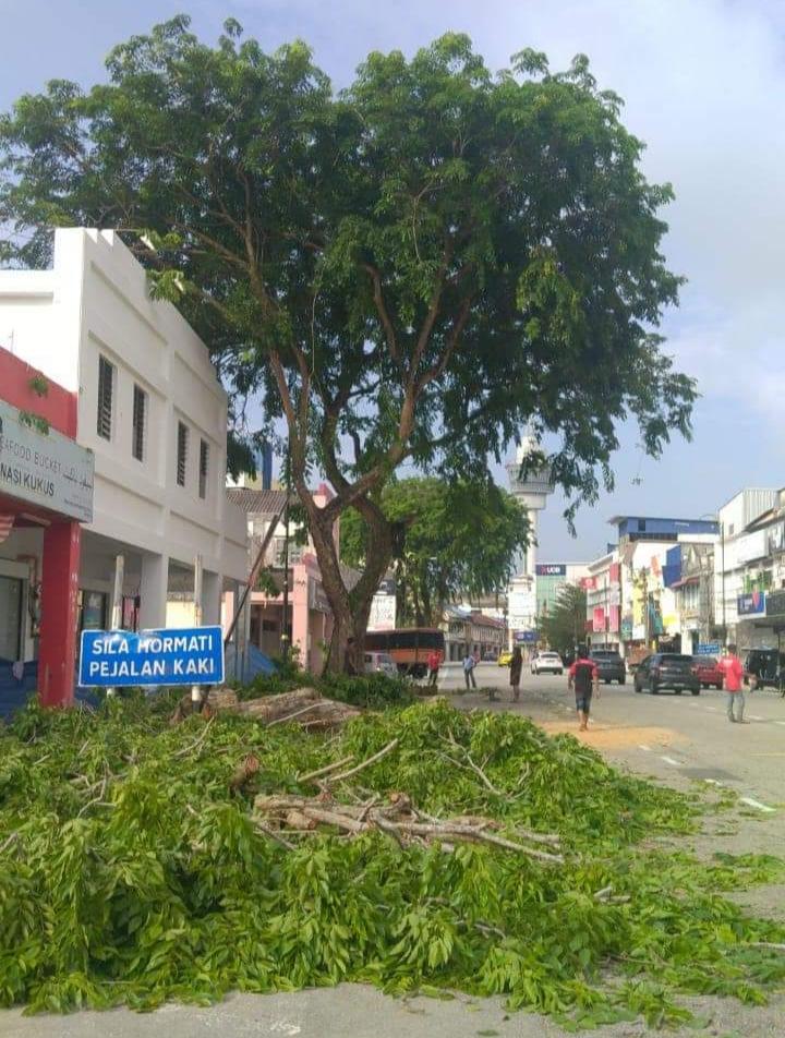 Pengarah syarikat didenda RM5,000 tebang pokok PBT