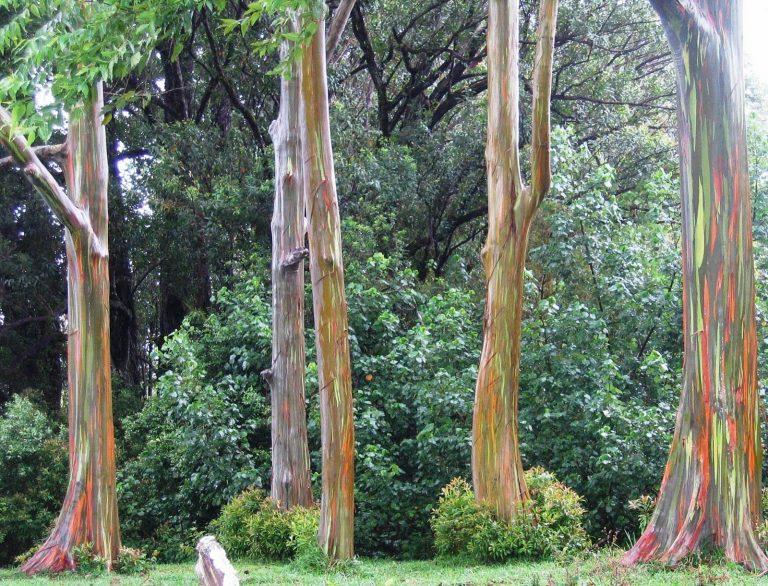Digelar ‘pokok pelangi’, ini tumbuhan unik yang berwarna warni