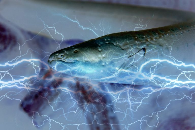 Mampu hasilkan 500 voltan renjatan elektrik, ini spesies belut yang boleh menumbangkan seekor kuda