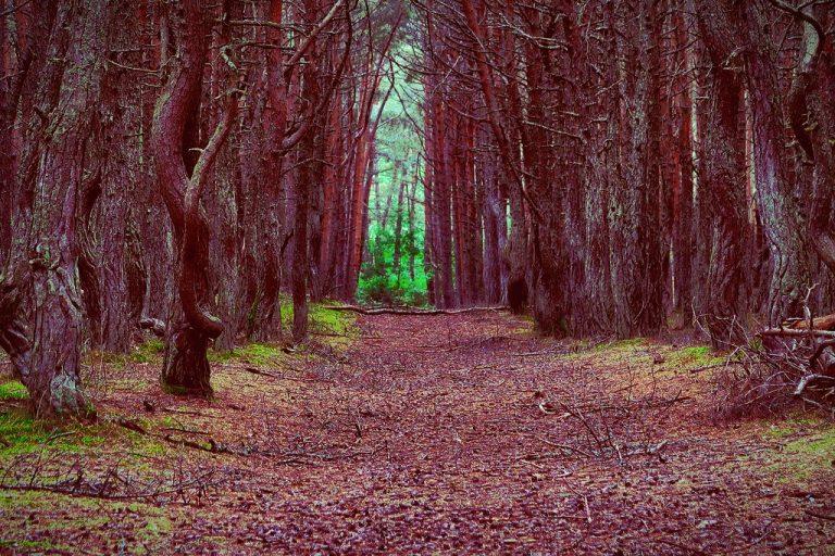 Digelar ‘hutan menari’, pokok-pokok di sini tumbuh dalam keadaan aneh
