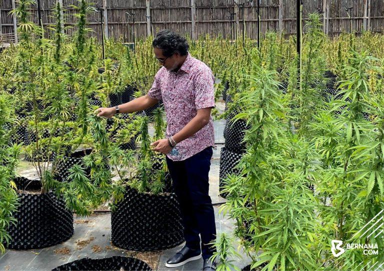 Khairy beri jaminan tak akan benarkan ganja untuk rekreasi