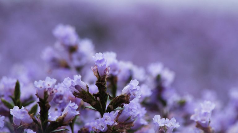 Neelakurinji, bunga unik di India yang hanya mekar sekali dalam tempoh 12 tahun