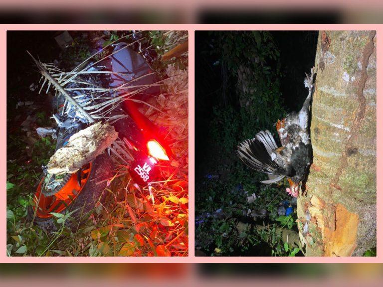 Dua beranak maut kemalangan motosikal selepas langgar ayam hutan