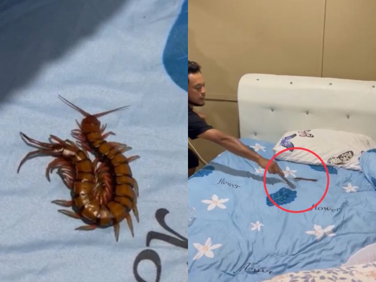 Wanita cemas lipan bara tumpang tidur bawah bantal