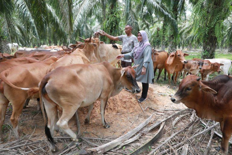 Sahabat AIM: Bantu Faridah ternak lembu